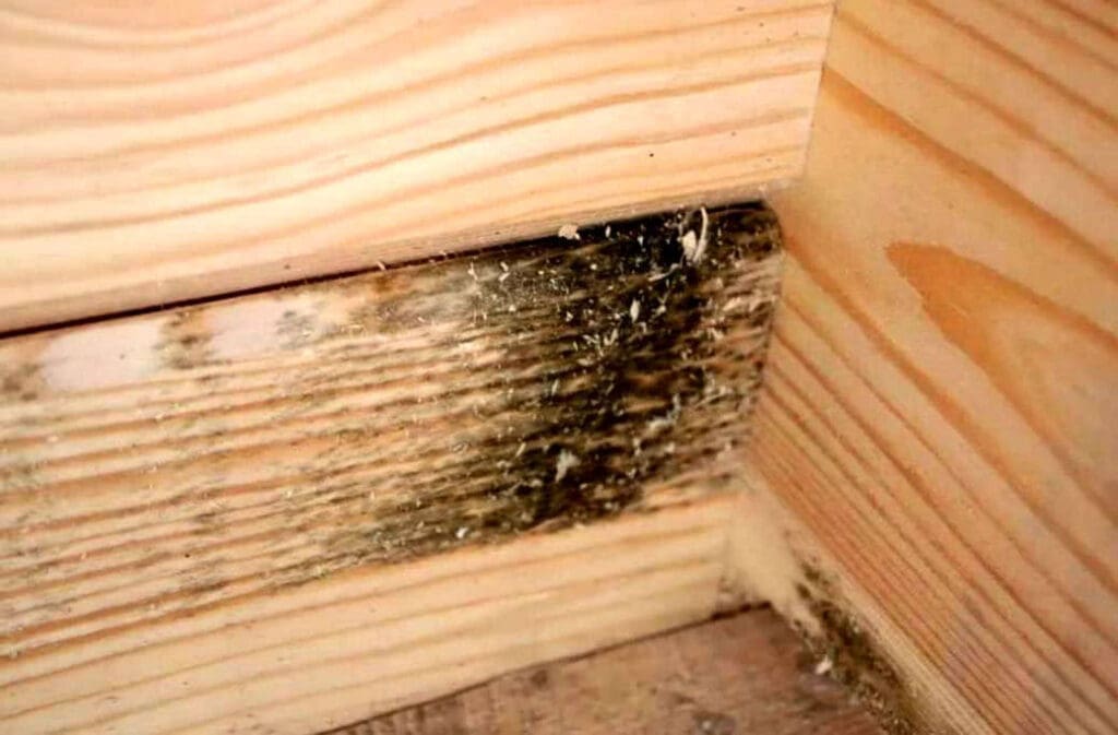 black mold on wood, it seems a corner of the wooden house.