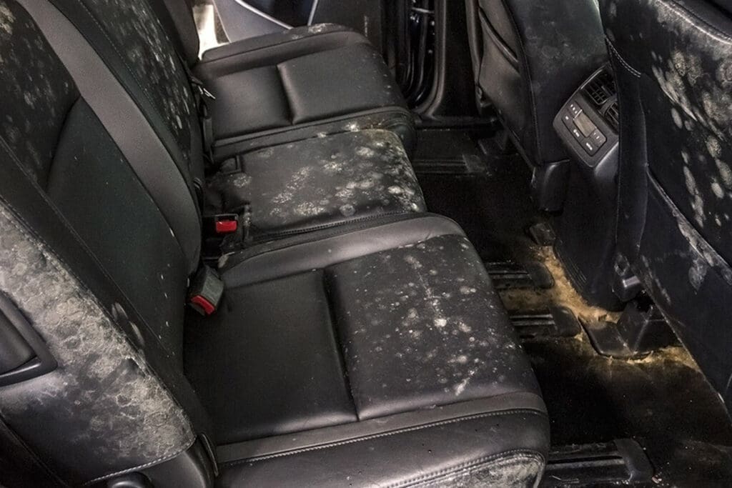 white mold on back seats of a car