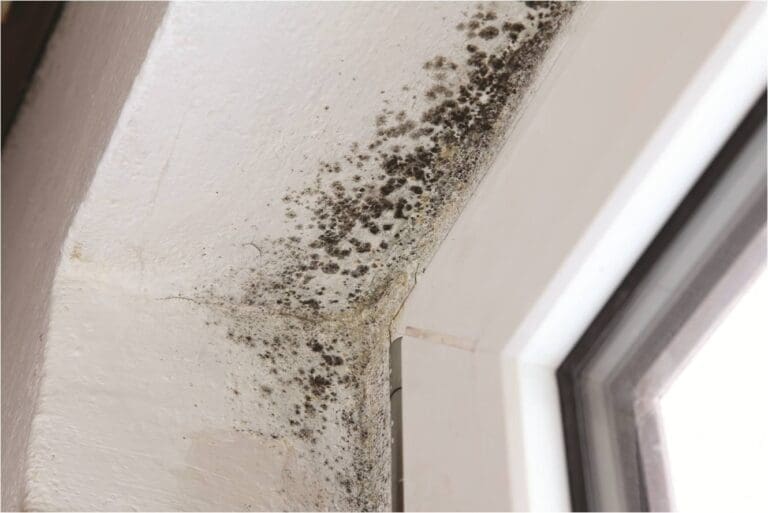 a picture of mold around windows