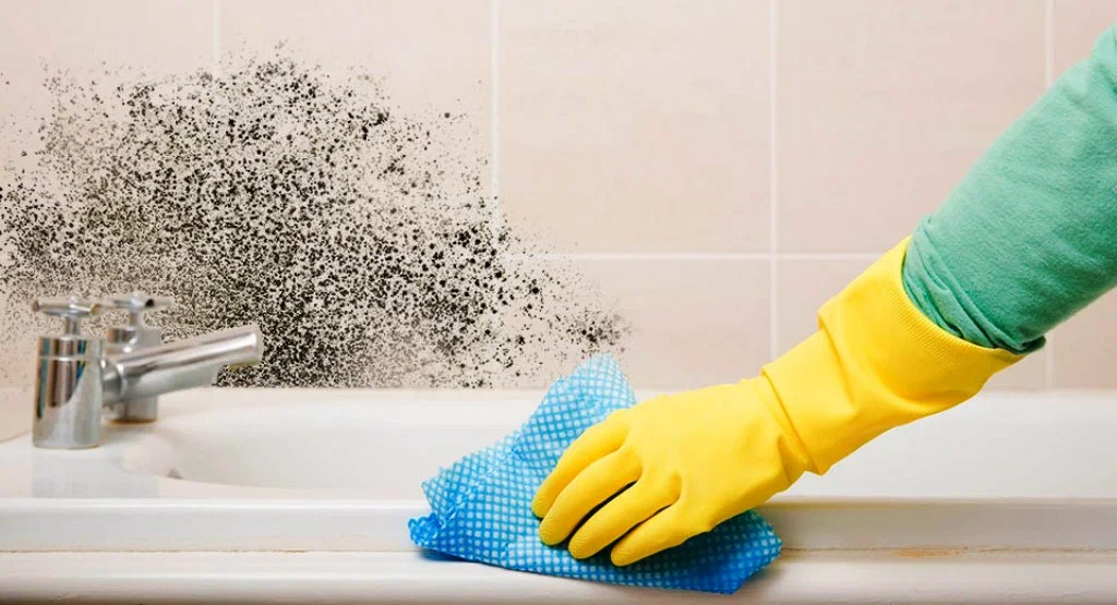 close shot of a hand wearing protective glove cleaning mold on a wall with a cloth.