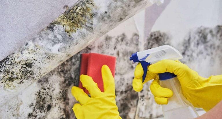 cleaning mold with spray bottle with sponge.