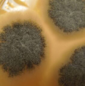 Chaetomium Mold in a petri dish
