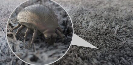 dust mite allergens can be very disruptive