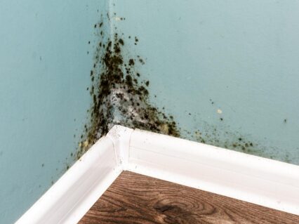 Mold deeply embeds itself into substrates