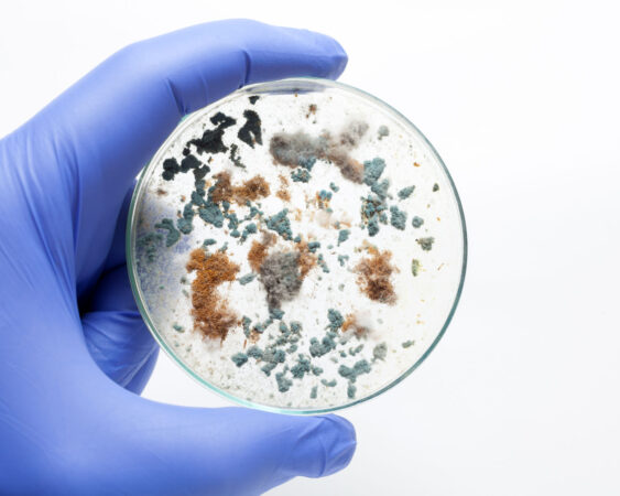 Mold comes in a various of species, but most are harmful to human environment