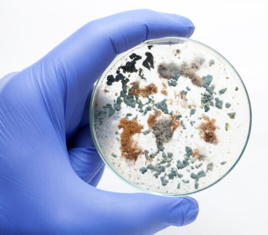 Mold comes in a various of species, but most are harmful to human environment