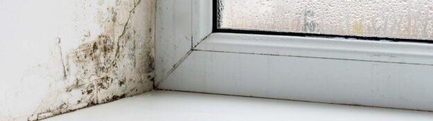 Mold around window frame