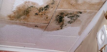 mold on ceiling in picture
