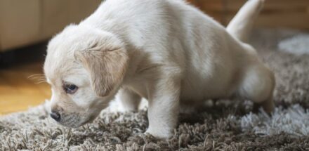 puppies and pet urine odor