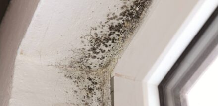 a picture of mold around windows